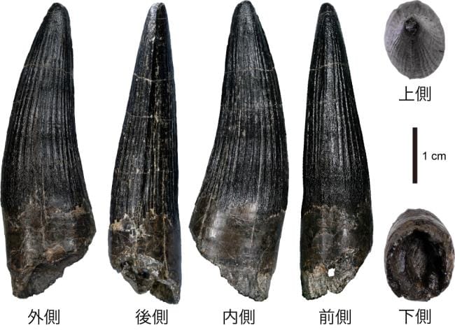 勝山市（北谷）で発見された「スピノサウルス科」の恐竜の歯化石