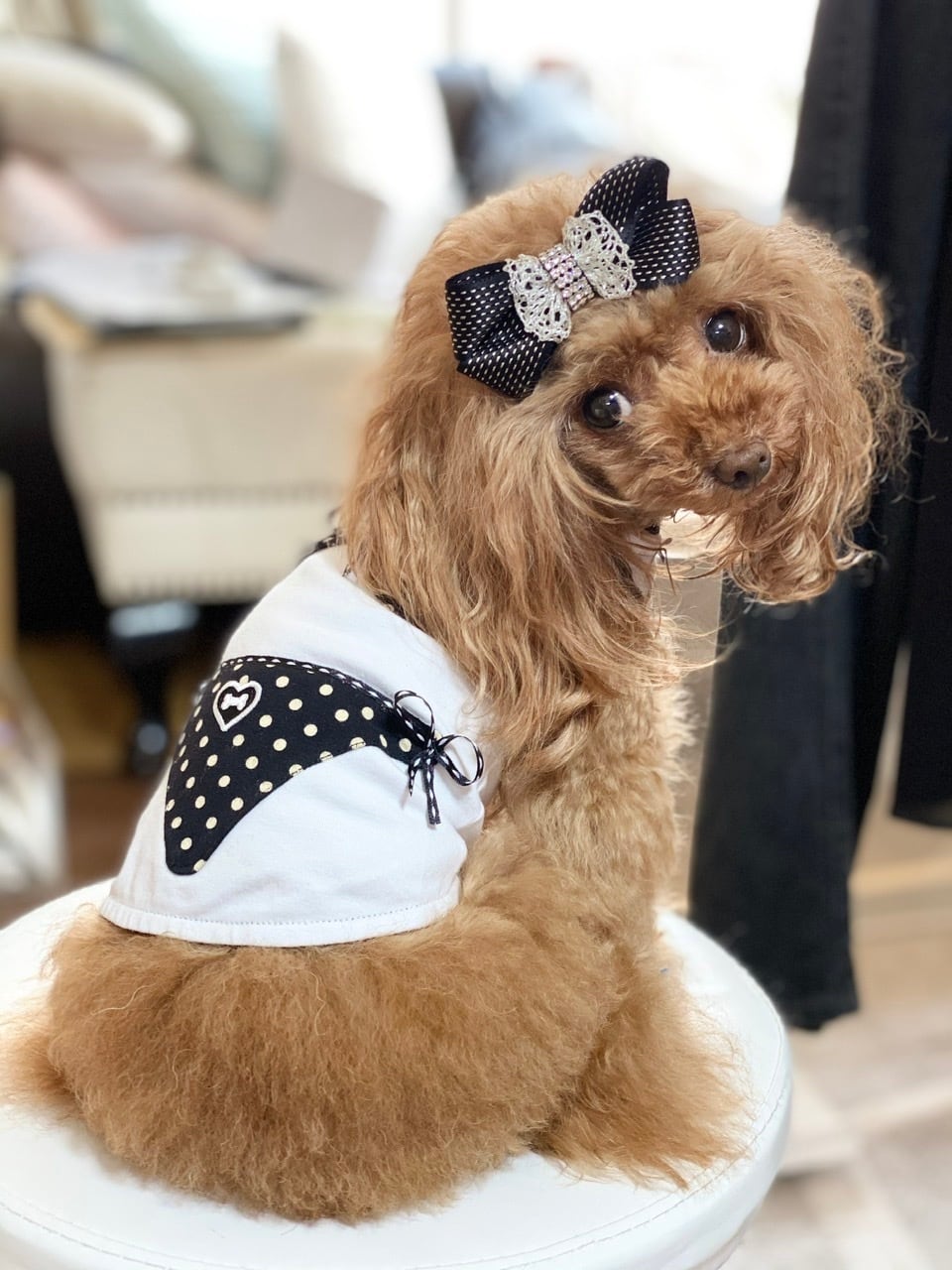 Fifi＆Romeo fifi＆romeo フィフィ ロメオ カシミア 犬 SS 専用