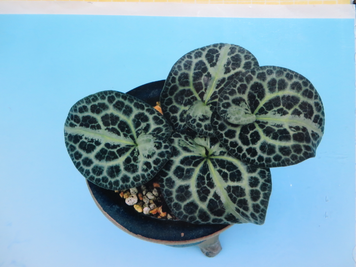 カンアオイ 細辛 図鑑 『細辛・寒葵』限定本 植物、観葉植物 細辛寒葵 岸