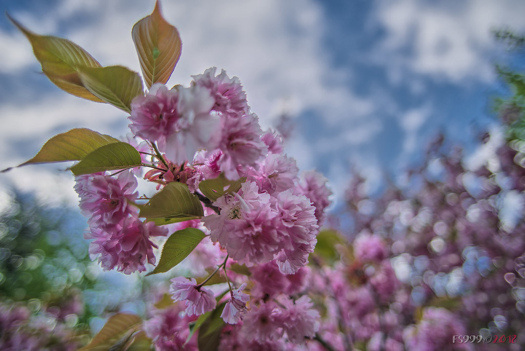 SMC Pentax-FA* 24mm F2 AL [IF] Reviews - FA Prime Lenses - Pentax