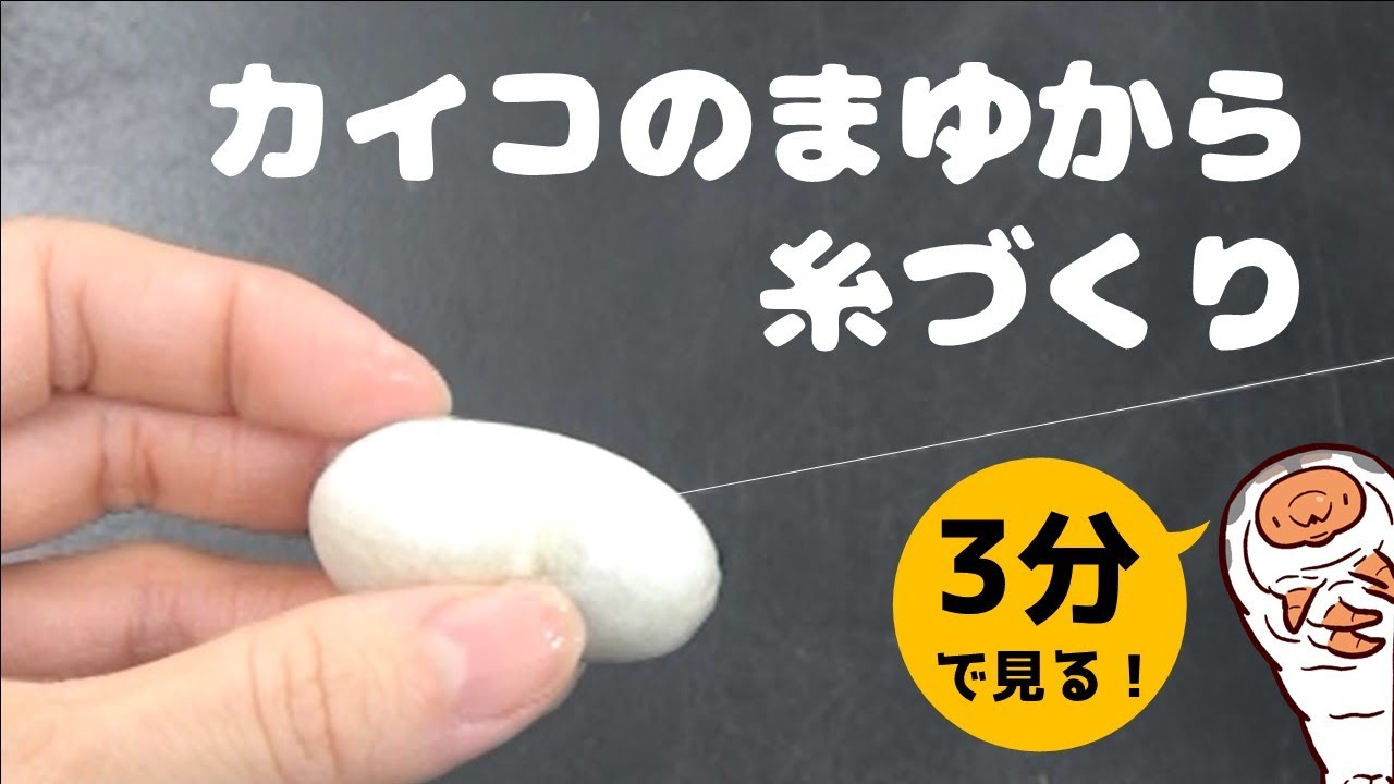 3分で見る！カイコのまゆから糸づくり - YouTube