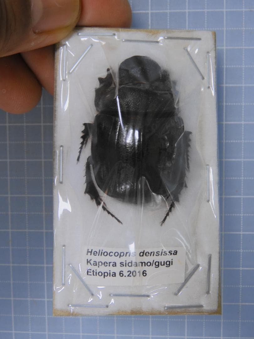 標本 Etiopia Helicopris densissa 35mm エチオピア産 Heliocopris hermes ♂ 35mm XL | 昆虫標本 Diggers